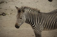 GRT Funds Transforming ABQ BioPark through New Exhibit Construction and Renovations