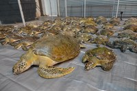 Help Us Save the Lives of Thousands of Sea Turtles