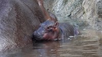 Hip-Hippo Hooray! ABQ BioPark Celebrates Birth of New Hippo Calf