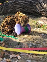 Holiday Gifts for Zoo Animals