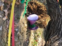 Holiday Gifts for Zoo Animals