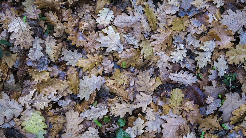 Home Gardening Tips: Fall and Winter Home Gardening Tips: Fall and Winter