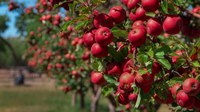 How it’s Made: ABQ BioPark’s Famous Apple Cider!
