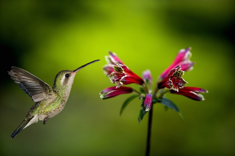 Hummingbirds Hummingbirds