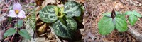 Iconic Wildflowers in Peril
