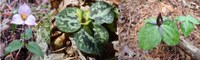 Iconic Wildflowers in Peril