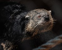 Introducing Poppy the Binturong!