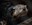 Introducing Poppy the Binturong!