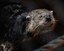 Introducing Poppy the Binturong!