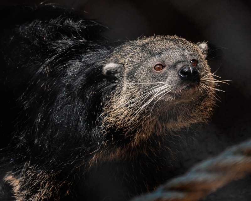 Introducing Poppy the Binturong!