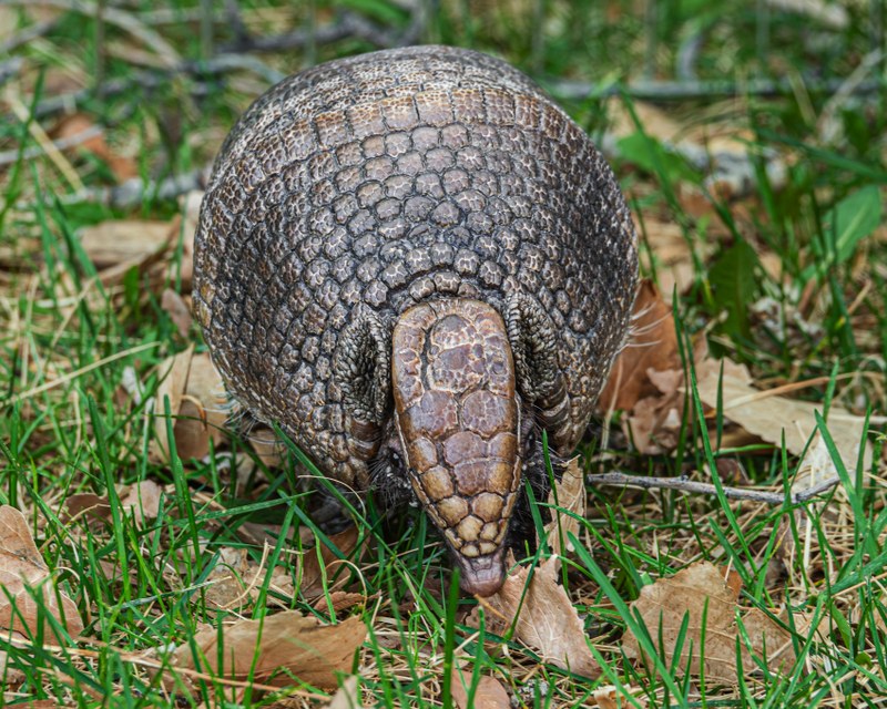 Job Opportunity at the ABQ BioPark:  Assistant Zookeeper II (Ambassador Animals)