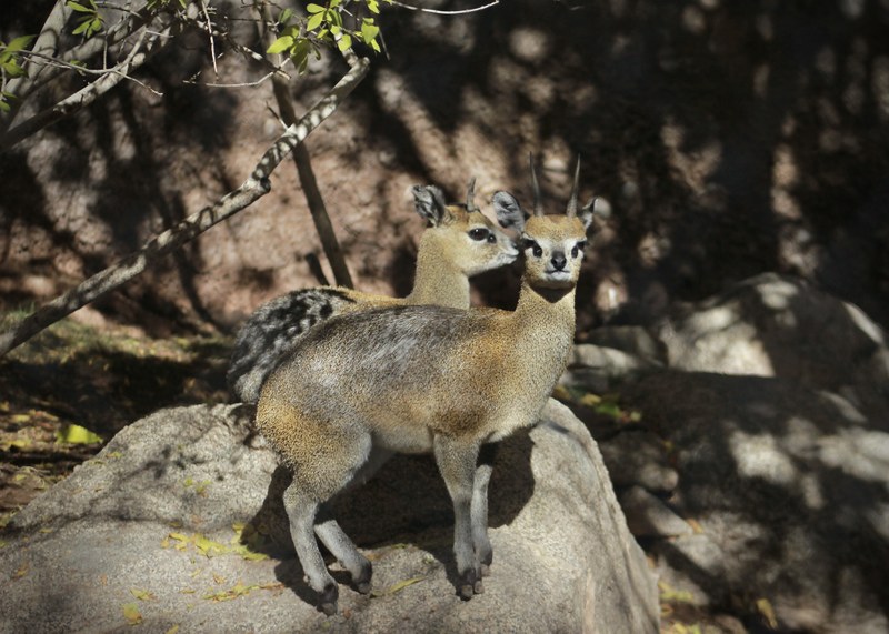 Job Opportunity at the ABQ BioPark:
Custodian Job Opportunity at the ABQ BioPark:
Custodian
