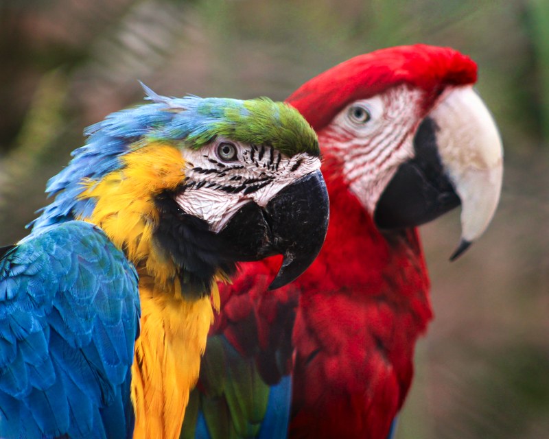 Job Opportunity at the ABQ BioPark:  Mechanic I