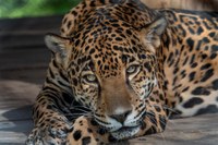 Job Opportunity at the ABQ BioPark:  Assistant Zookeeper II (Carnivore)