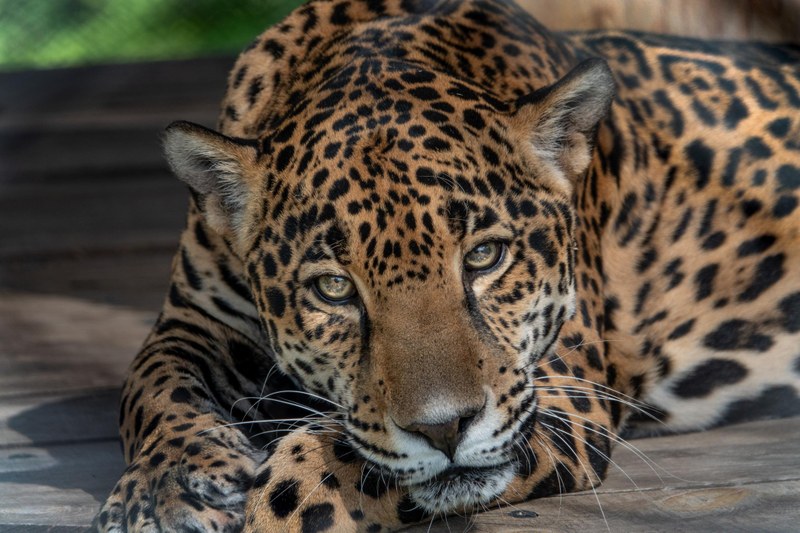 Job Opportunity at the ABQ BioPark:  Assistant Zookeeper II (Carnivore)