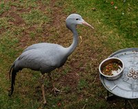 Job Opportunity at the ABQ BioPark:  Assistant Zookeeper II (Commissary)