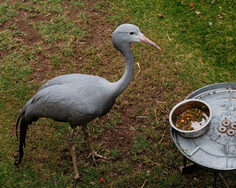Job Opportunity at the ABQ BioPark:  Assistant Zookeeper II (Commissary)