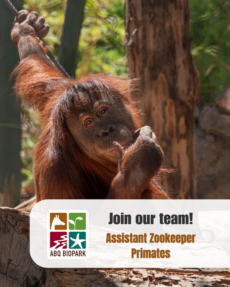 Job Opportunity at the ABQ BioPark:  Assistant Zookeeper II (Primates)
