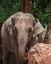 Job Opportunity at the ABQ BioPark: Assistant Zookeeper II (Elephants)
