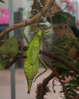 Job Opportunity at the ABQ BioPark: Seasonal Assistant Zookeeper II (BUGarium)
