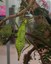 Job Opportunity at the ABQ BioPark: Seasonal Assistant Zookeeper II (BUGarium)
