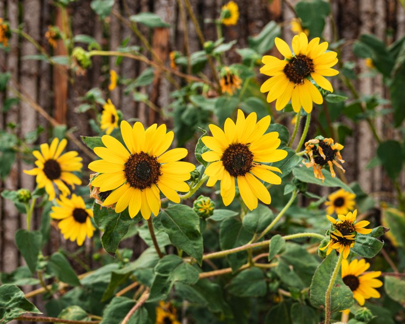Job Opportunity at the ABQ BioPark:  General Service Worker
