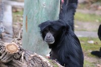 Johore the Siamang Dies from Shigella Complications