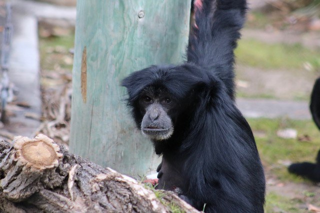 Johore the Siamang Dies from Shigella Complications