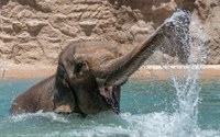 Keeping Cool at ABQ BioPark
