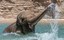 Keeping Cool at ABQ BioPark