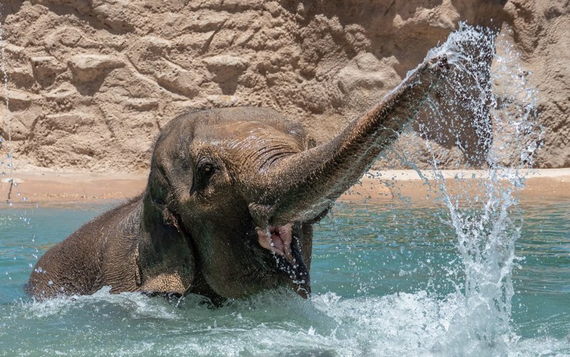 Keeping Cool at ABQ BioPark