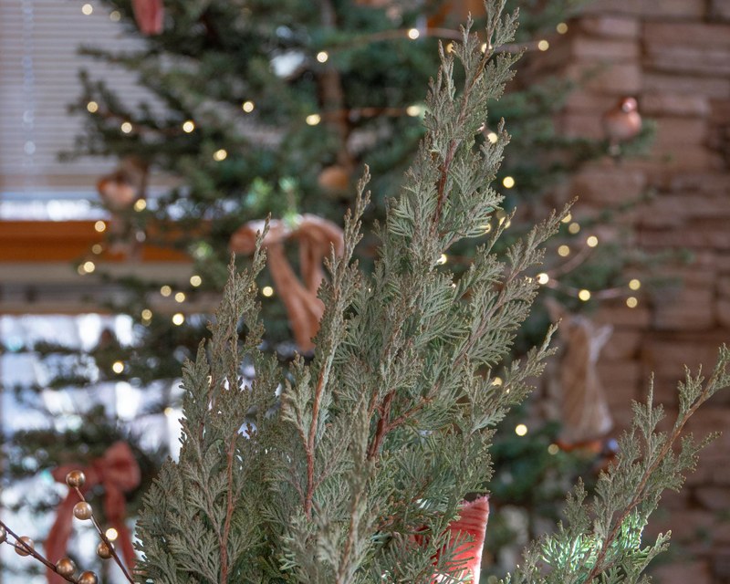 Keeping Holiday Trees Alive into the New Year Keeping Holiday Trees Alive into the New Year
