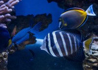 Job Opportunity at the ABQ BioPark: Lead Teaching Assistant (On-grounds Programs)