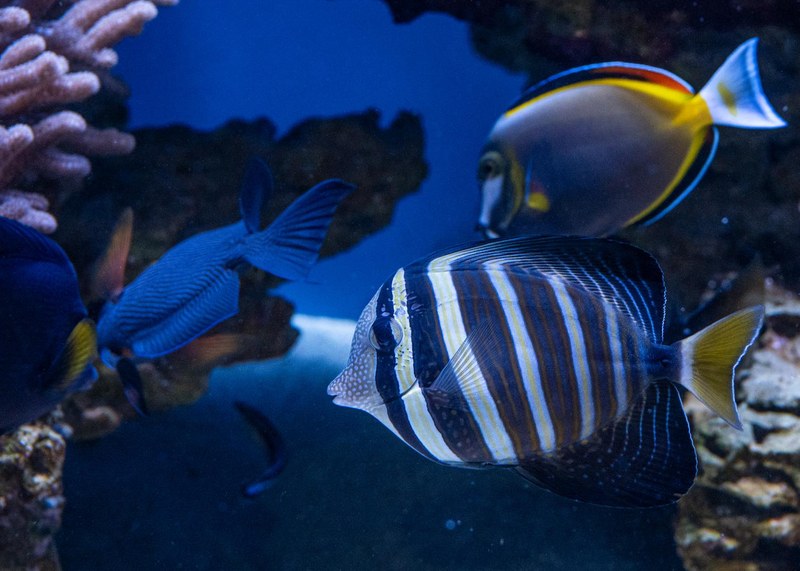 Job Opportunity at the ABQ BioPark: Lead Teaching Assistant (On-grounds Programs)