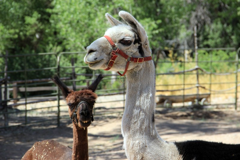 Llamas and Alpaca Move to Heritage Farm