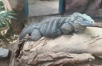 Lola the Grand Cayman blue iguana is carrying eggs!