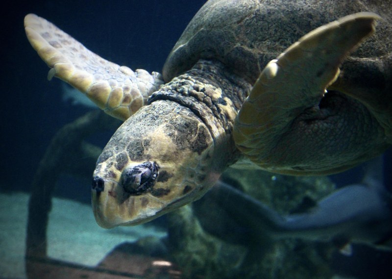 ABQ BioPark Aquarium favorite, Mimi the sea turtle, has died ABQ BioPark Aquarium favorite, Mimi the sea turtle, has died