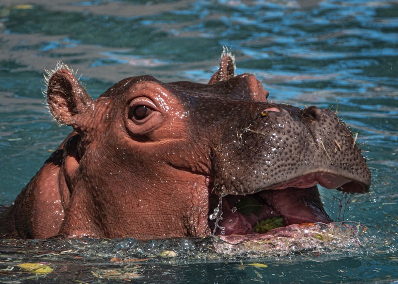 Maisy the Hippo is One Year Old Today – Let's See How She's Doing!