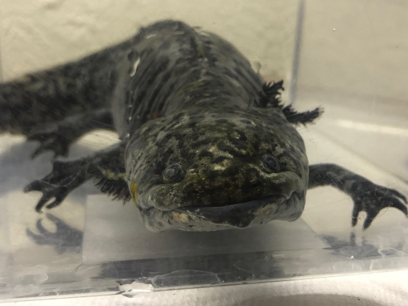 Meet the Axolotl Meet the Axolotl