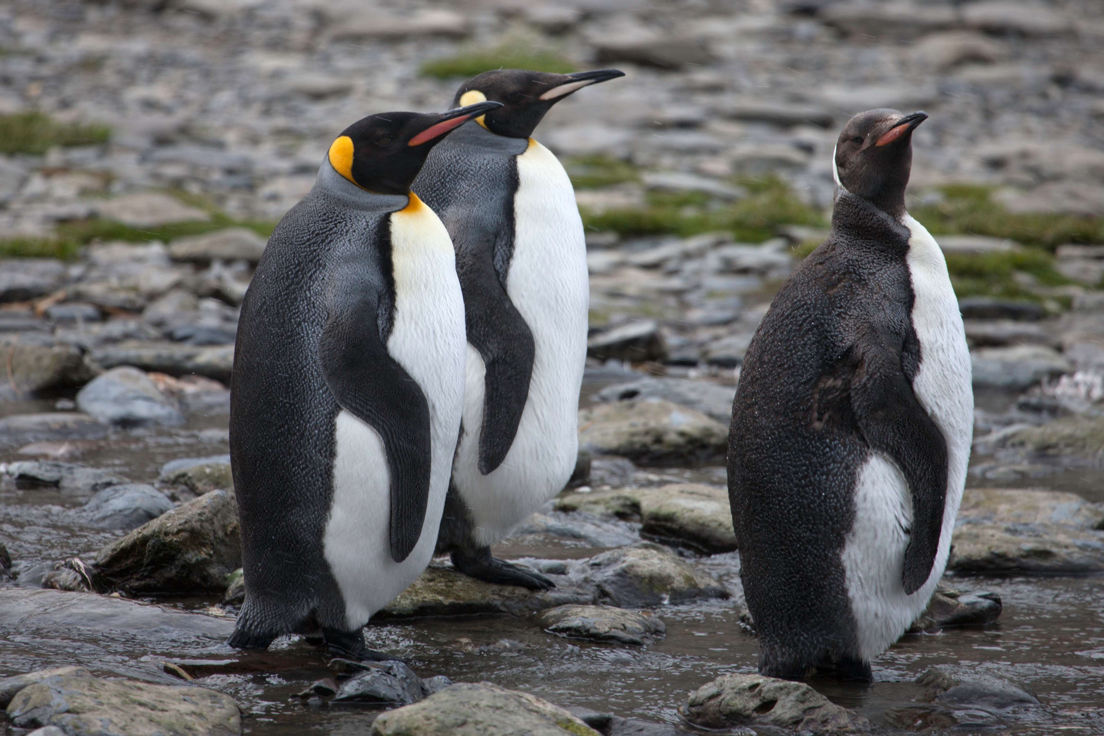 Meet the Penguins City of Albuquerque