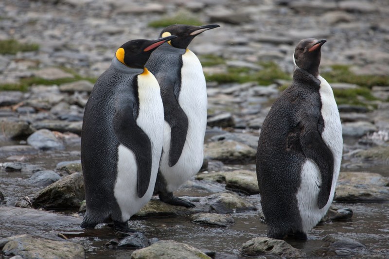 Meet the Penguins Meet the Penguins