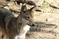 Mexican Gray Wolf Program Continues With New Wolves Coming to the BioPark Soon