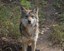 Mexican Gray Wolves Return to the Wild with Help from ABQ BioPark