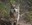 Mexican Gray Wolves Return to the Wild with Help from ABQ BioPark