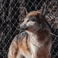 Mexican Wolf Flown Cross-Country as First Breeding Match for Behind-the-Scenes Mexican Wolf Conservation Facility