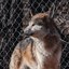 Mexican Wolf Flown Cross-Country as First Breeding Match for Behind-the-Scenes Mexican Wolf Conservation Facility