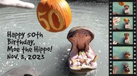 Moe the Hippo gets a new pool for his 50th birthday!