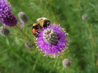 Native Plants for Pollinators