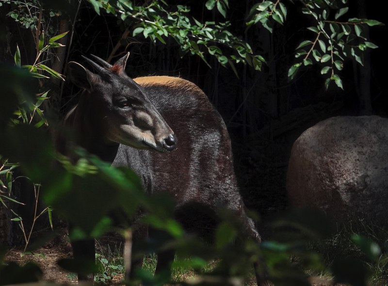New African Animals Arrive at ABQ BioPark Zoo