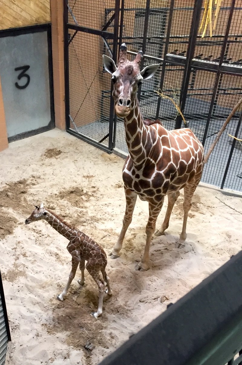 New Baby Giraffe at the ABQ BioPark Zoo New Baby Giraffe at the ABQ BioPark Zoo